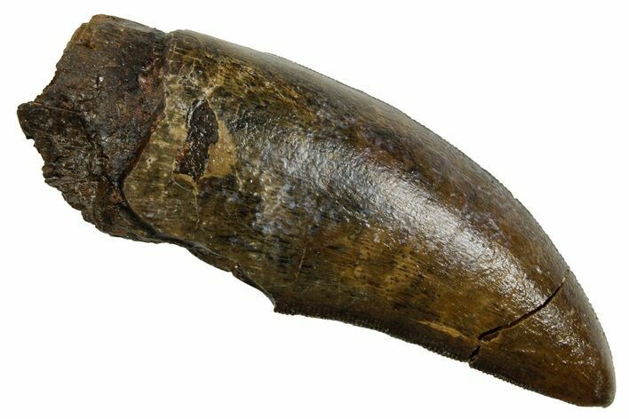 Serrated, Fossil Tyrannosaurus (Trex) Tooth - Wyoming #380874